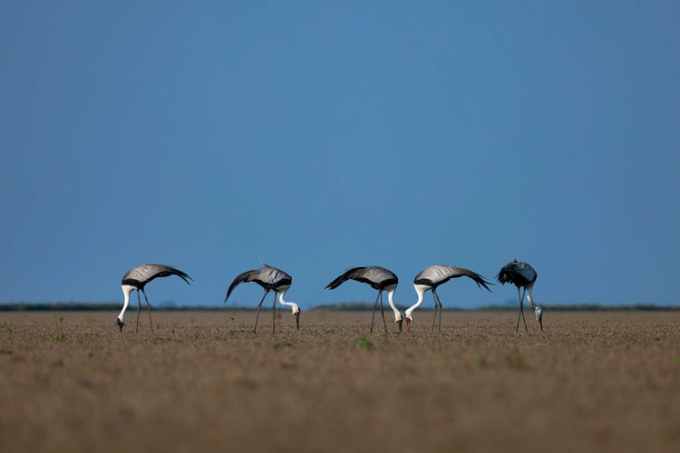 BIRD PHOTOGRAPHY