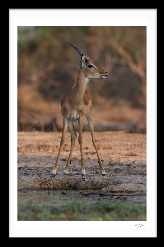 A CAUTIOUS TALE LIMITED EDITION FINE ART PHOTOGRAPHIC PRINT