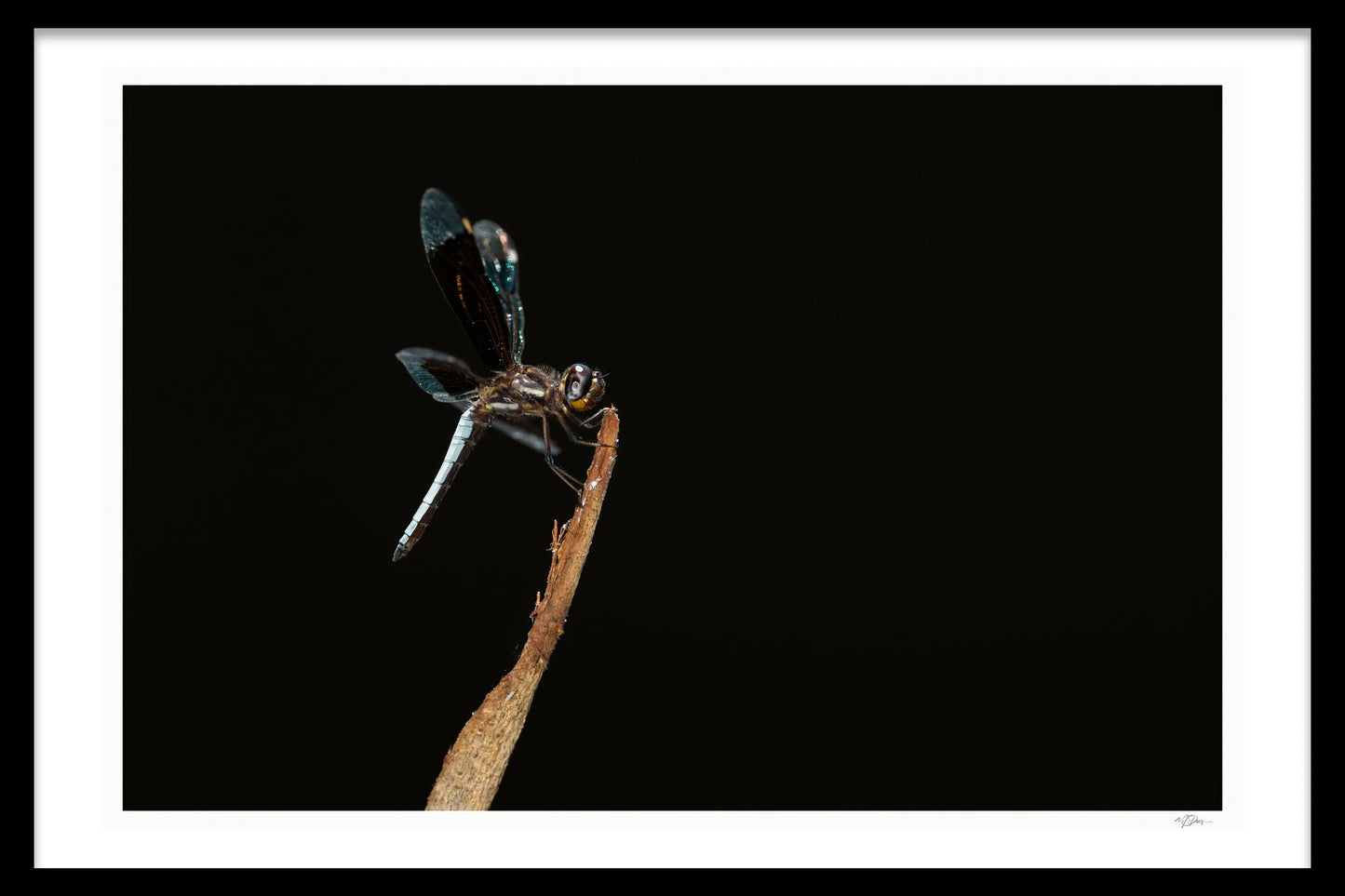 Art Full Dragonfly