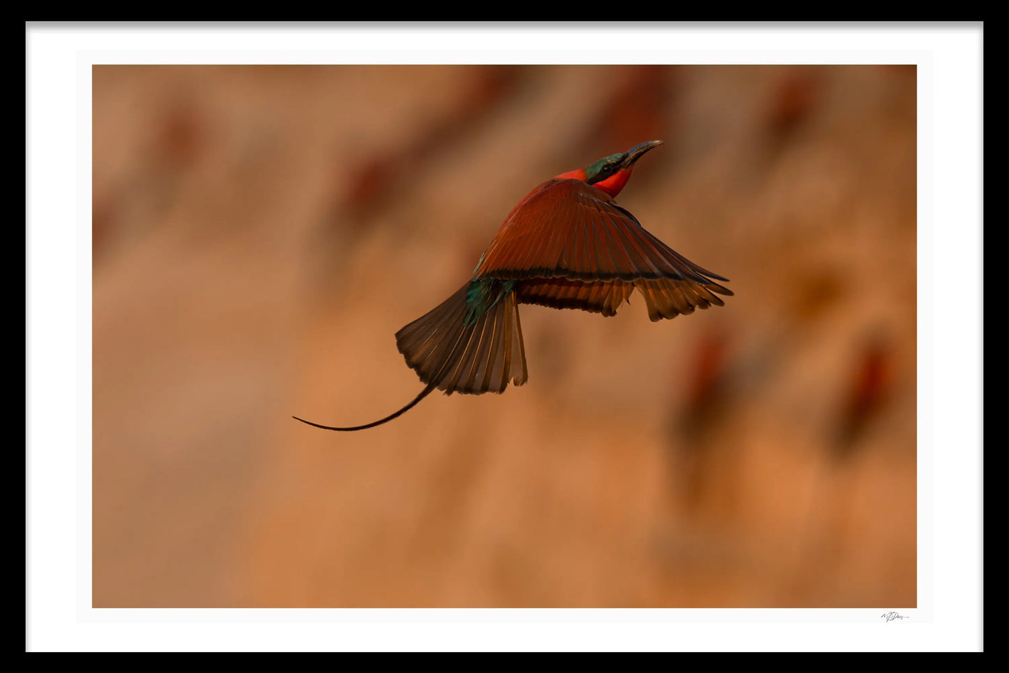 CARNIME BEE-EATER