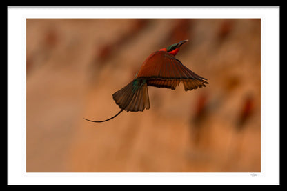 CARNIME BEE-EATER