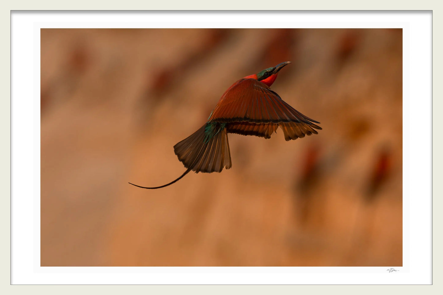 CARNIME BEE-EATER