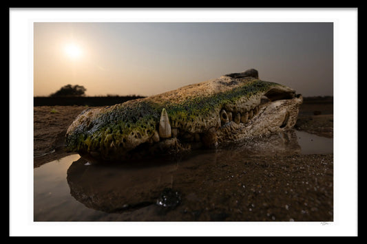 CROCODILE SKULL