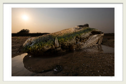 CROCODILE SKULL