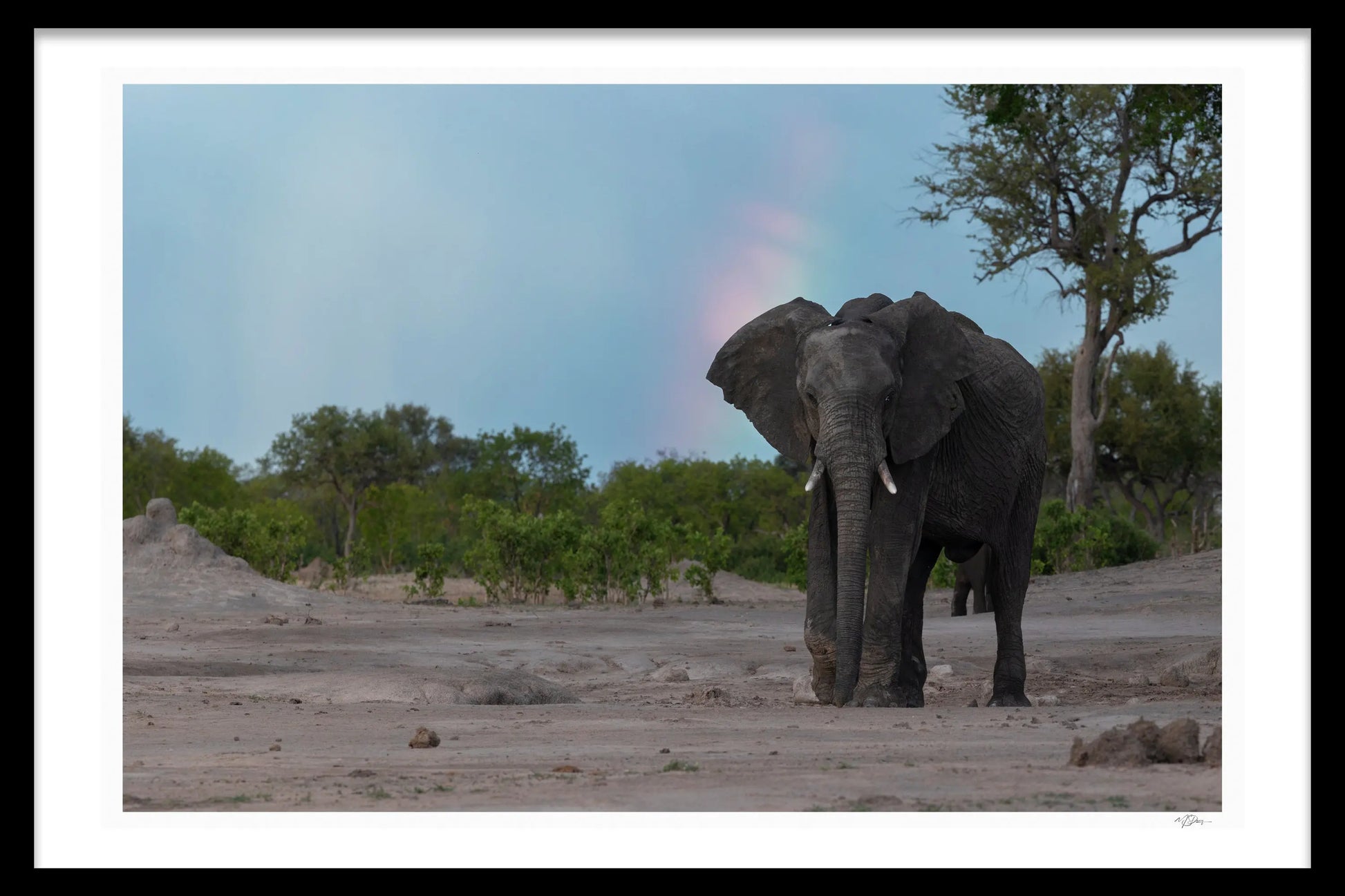 ELEPHANTS AND RAINBOWS