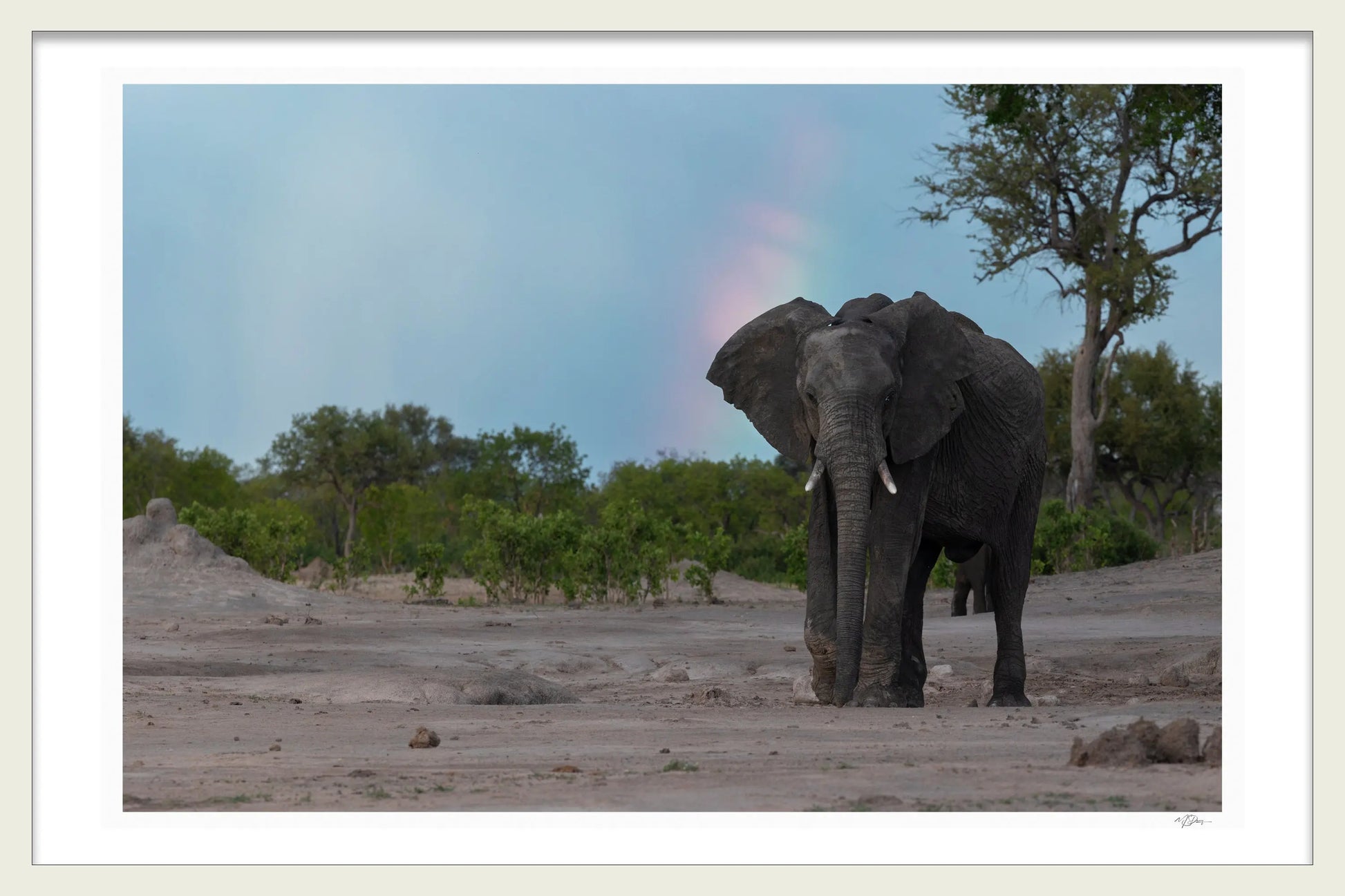 ELEPHANTS AND RAINBOWS