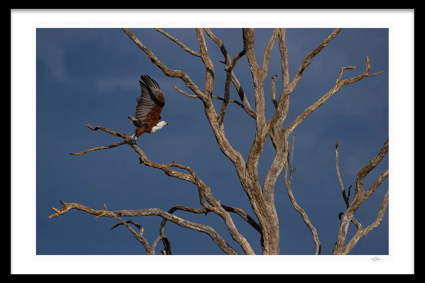 FISHEAGLE FLIGHT