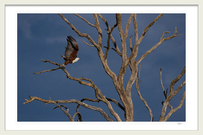 FISHEAGLE FLIGHT