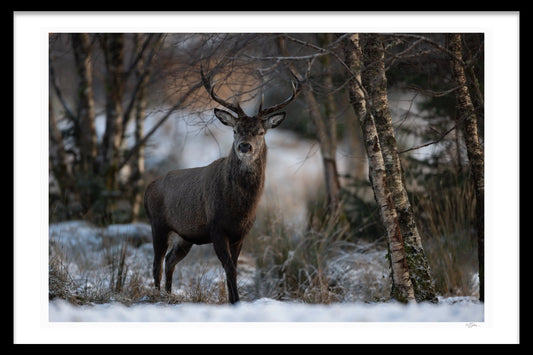 HIGHLAND KING 1ST EDITION LIMITED FINE ART PRINTS