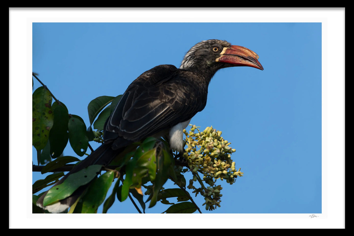 HORNBILL SIDE-EYE