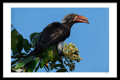 HORNBILL SIDE-EYE