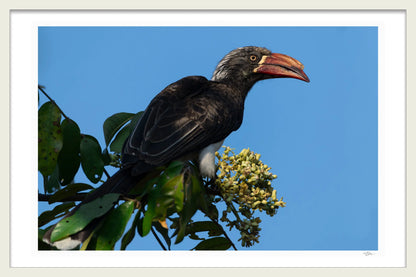 HORNBILL SIDE-EYE