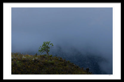 LONE MOUNTAIN TREE BY MICHAEL DAVY