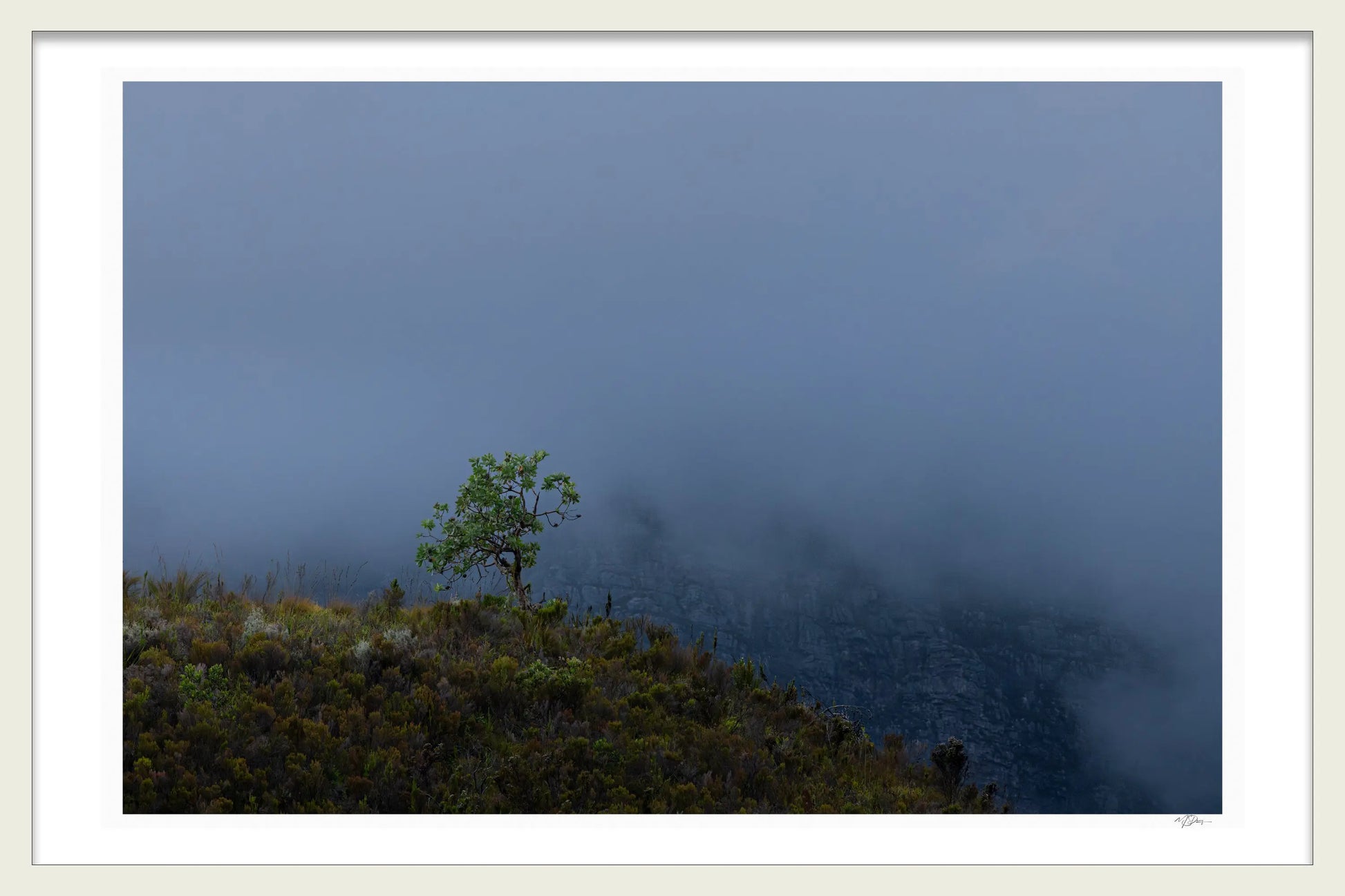 LONE MOUNTAIN TREE BY MICHAEL DAVY