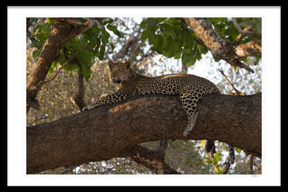 LOUNGING LEOPARD 1ST EDITION LIMITED FINE ART PRINT