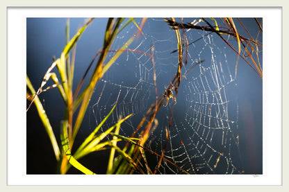 SPIDER WEB