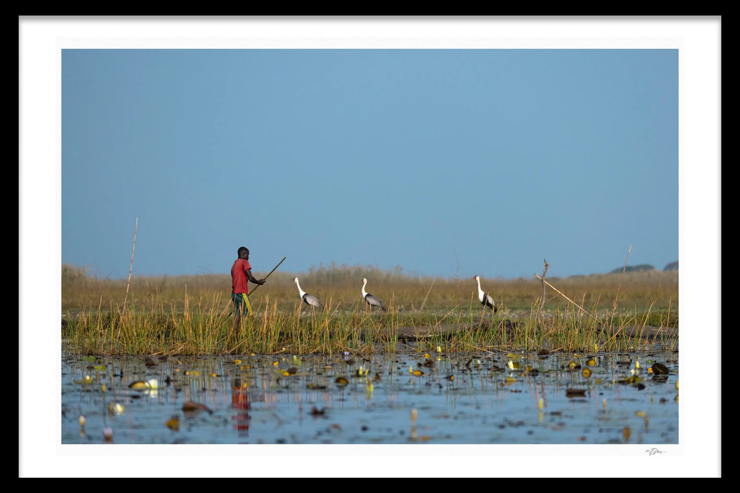 THE BIRDER LIMITED EDITION FINE ART PRINT