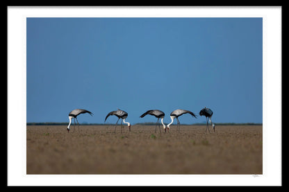 WATTLED CRANES BY MICHAEL DAVY