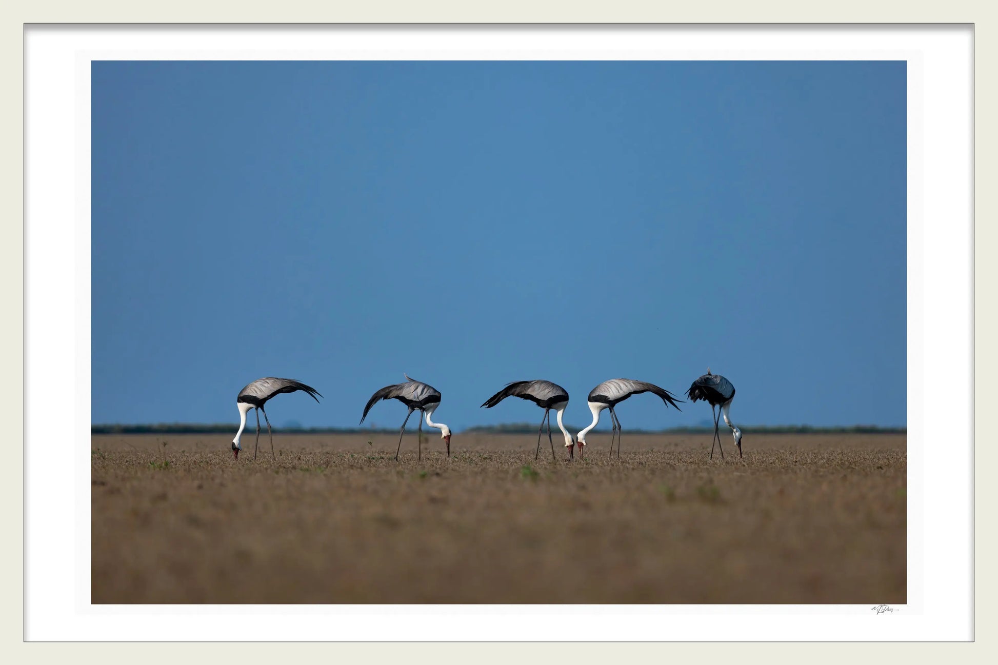 WATTLED CRANES BY MICHAEL DAVY