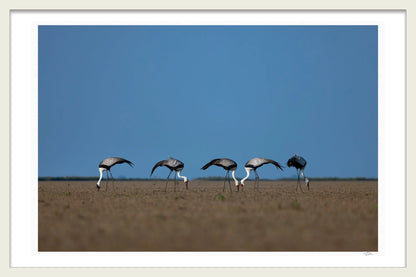 WATTLED CRANES BY MICHAEL DAVY