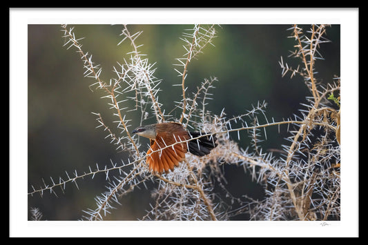 WITHIN THE THORNS FIME ART PHOTOGRAPHIC PRINT